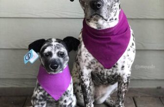 Petsie with bandana.jpg